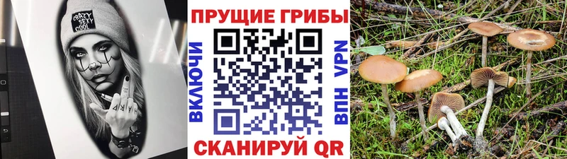 Псилоцибиновые грибы Psilocybe Арск